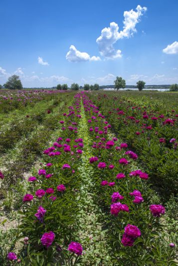 Production de fleurs - La Ménitré (49)